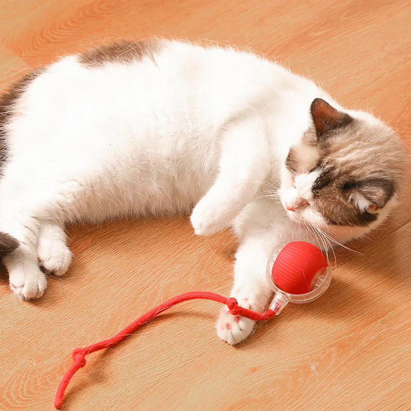 Pet Products